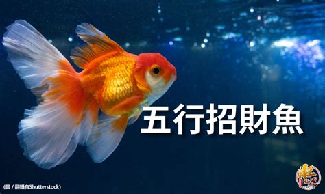 風水魚 數量 安神明爐